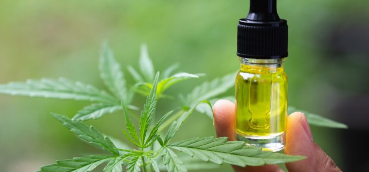 A cannabis plant next to a bottle of CBD oil indicates CBD is a new nootropic.