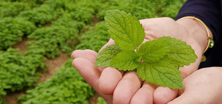 Someone in a lemon balm farm with a lemon balm plant in their hand, to suggest it can improve brain functionality.